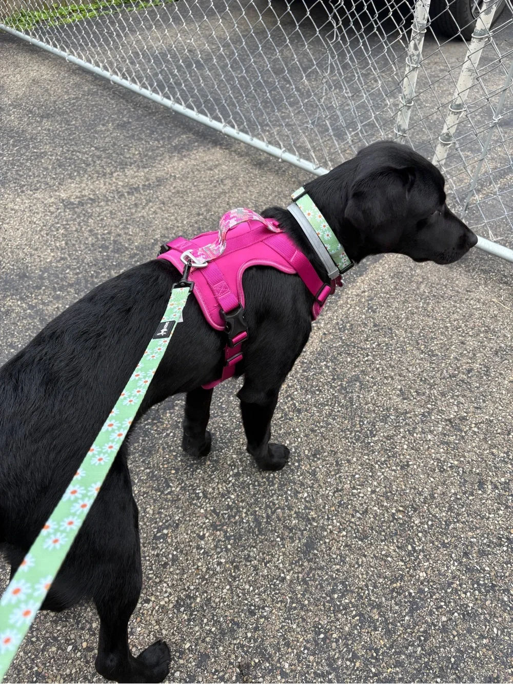 Dog harness size medium used for 6 weeks